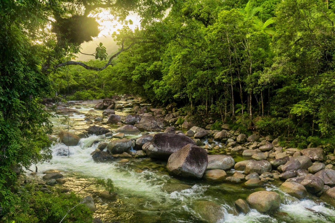 DAINTREE RAINFOREST