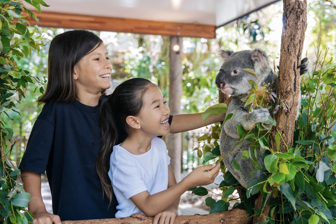 Lone Pine Koala Sanctuary