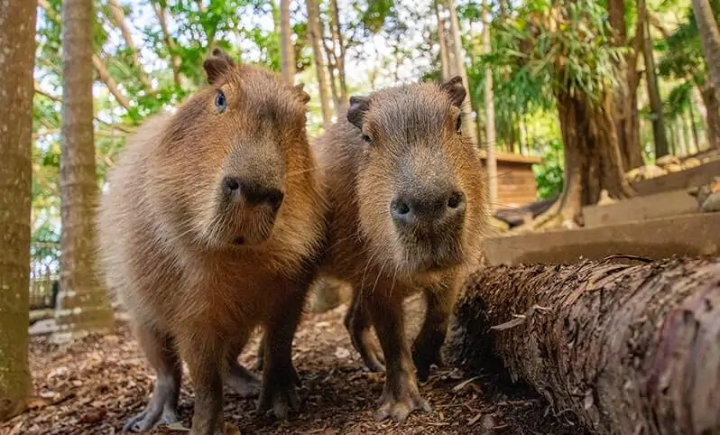 Currumbin Wildlife Sanctuary