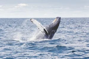 Whale Watching with Naturaliste Charters