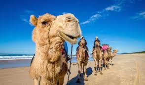 Camel Ride