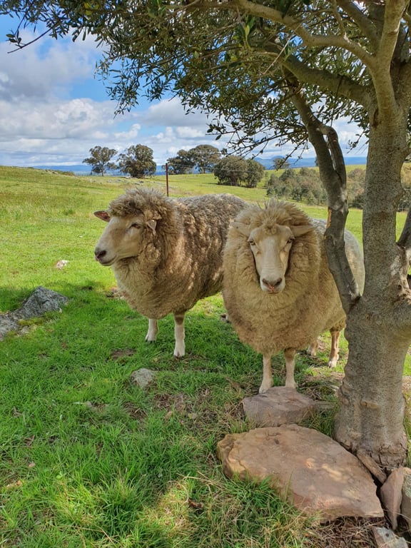 Gem View - Tiny home