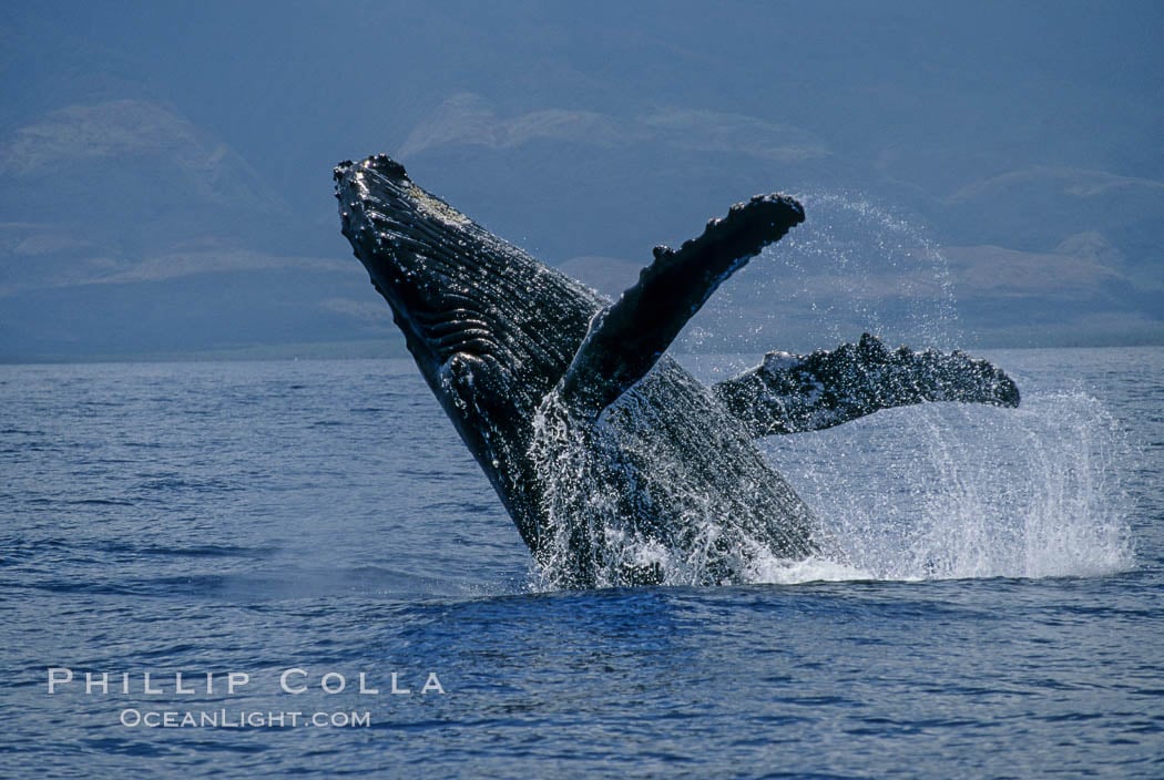 Whale watching