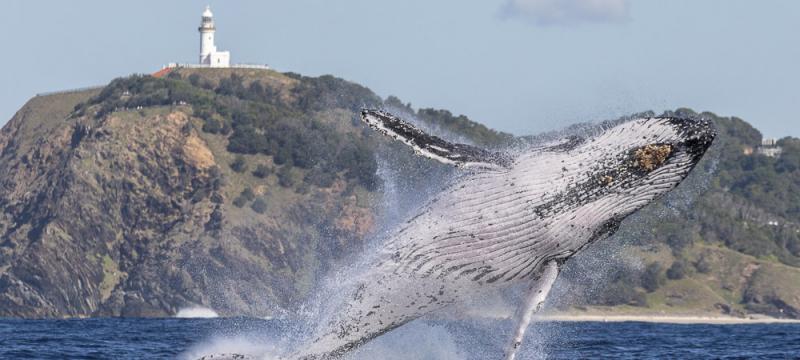 Marine Life