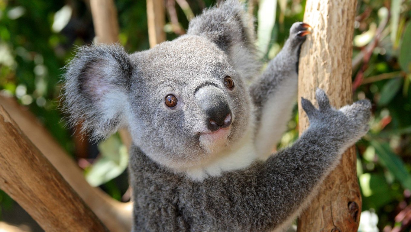 Koala Hospital Port Macquarie