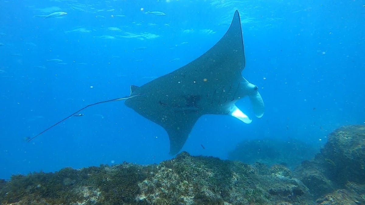 Manta Lodge and Scuba Centre