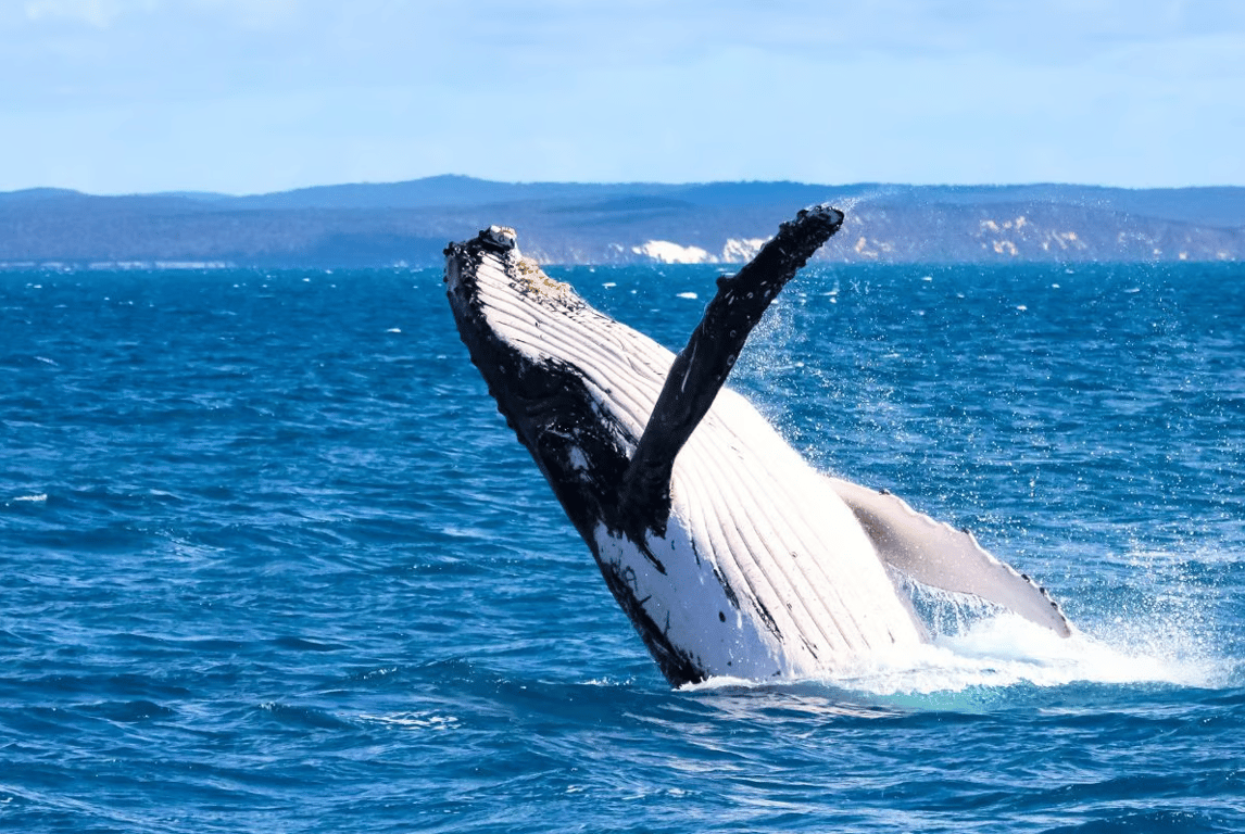 Whale Watching
