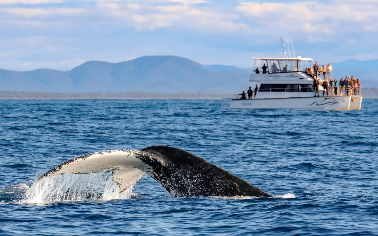 Whale Watching (May - November)