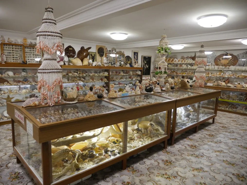 Bellview Shell Collection Witchcliffe