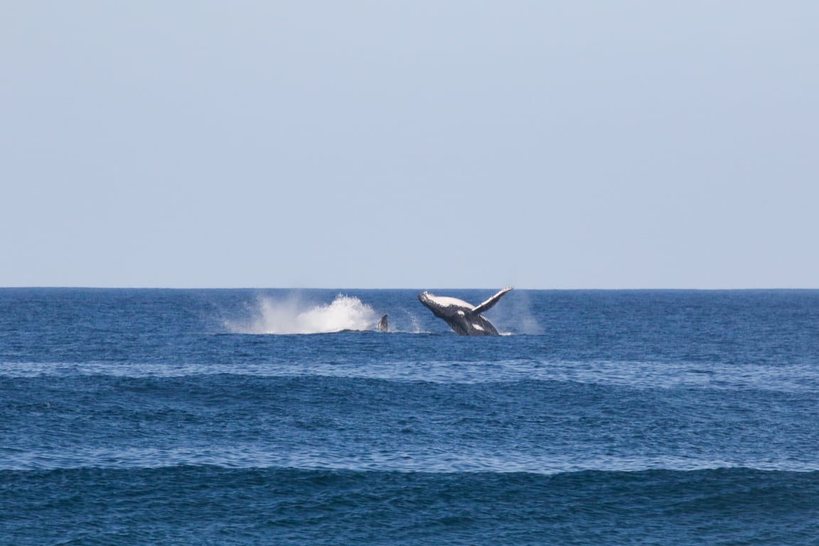 Land Based Whale Watching