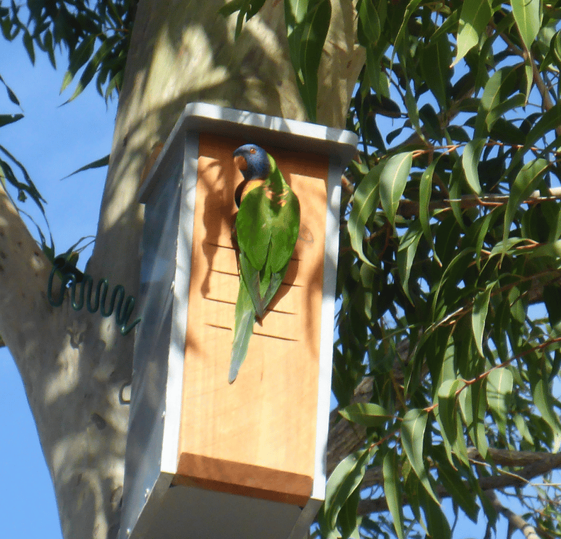 Noonaweena Hollow Log Homes for Wildlife Donations