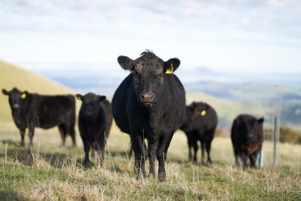 Explore the High Country Through Our Lens