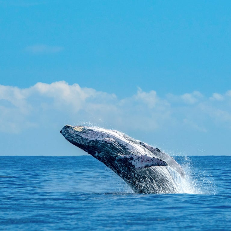Whale Watching