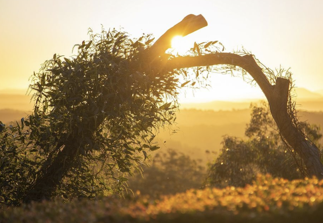 Treetops Suite, 2 Guests
