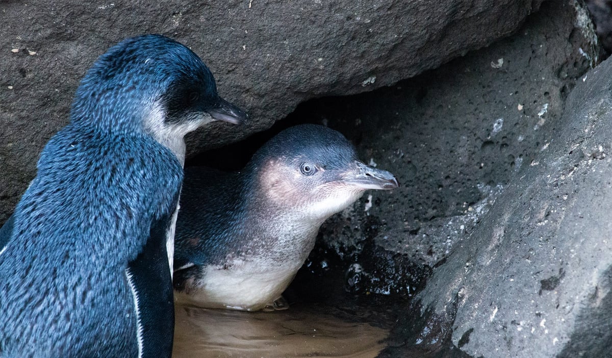 Waddle Into Winter! - 20% OFF