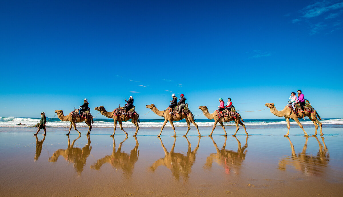 Port Macquarie Camel Safaris