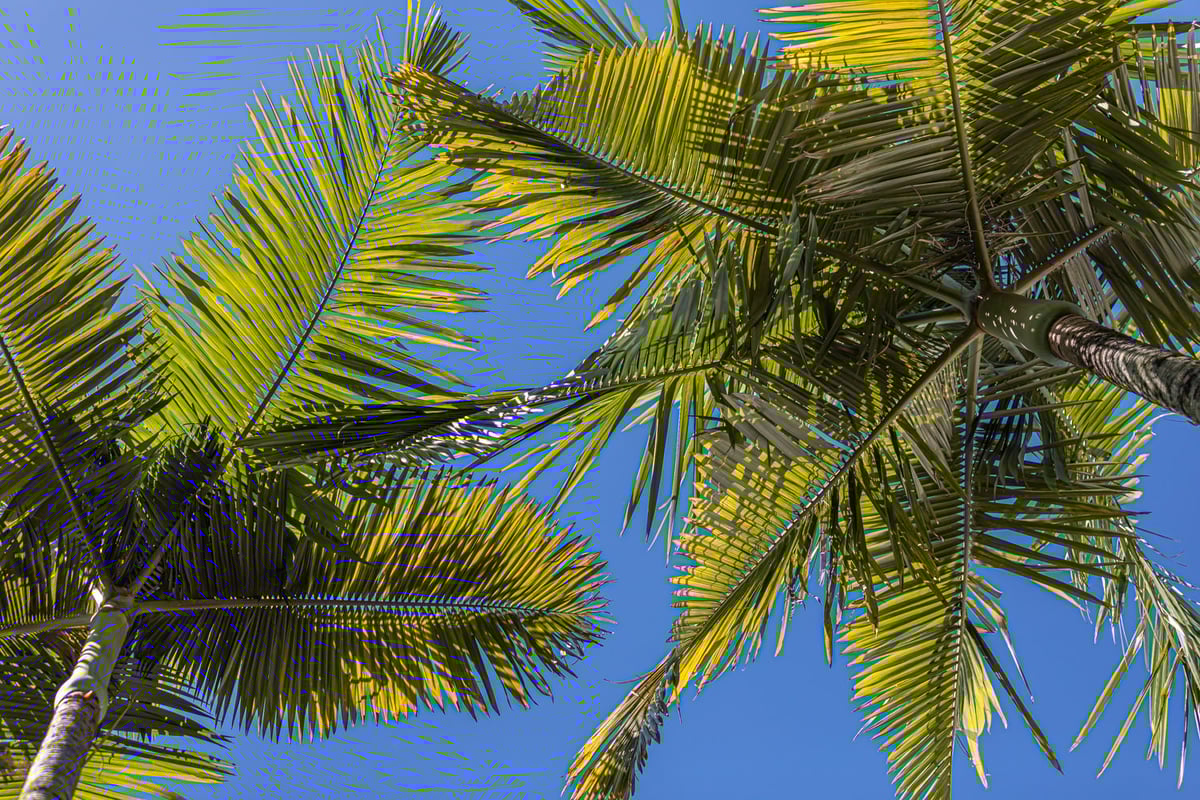 Explore Port Douglas