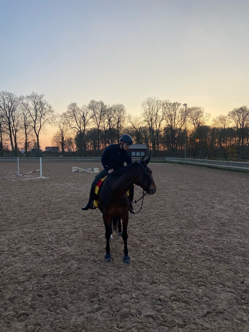 Varmblodig travare söker hem som ridhäst - bild 3