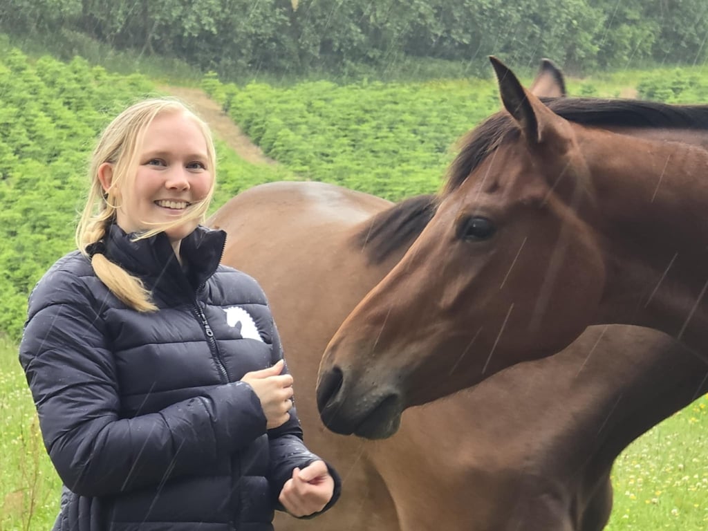 Finn dressurhester av topp kvalitet med vår hjelp  - bild 3