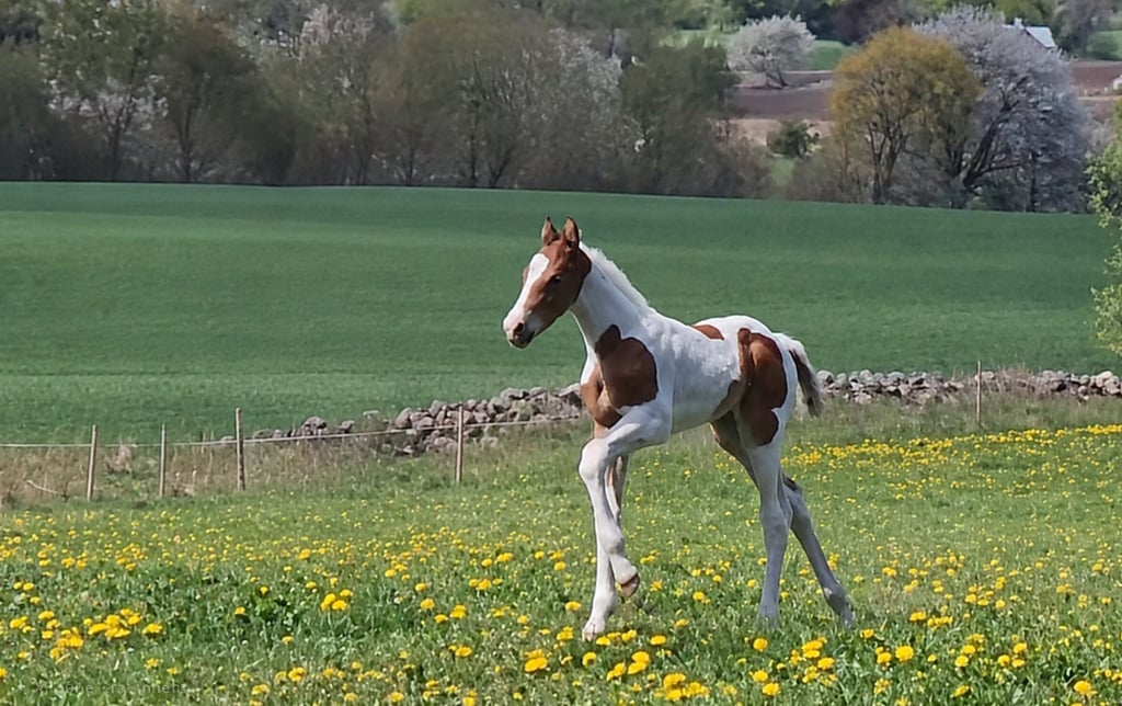 Föl med utstrålning - bild 2
