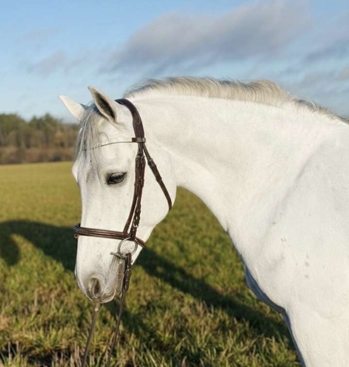 Snäll första ponny eller tävlingskompis  - bild 1