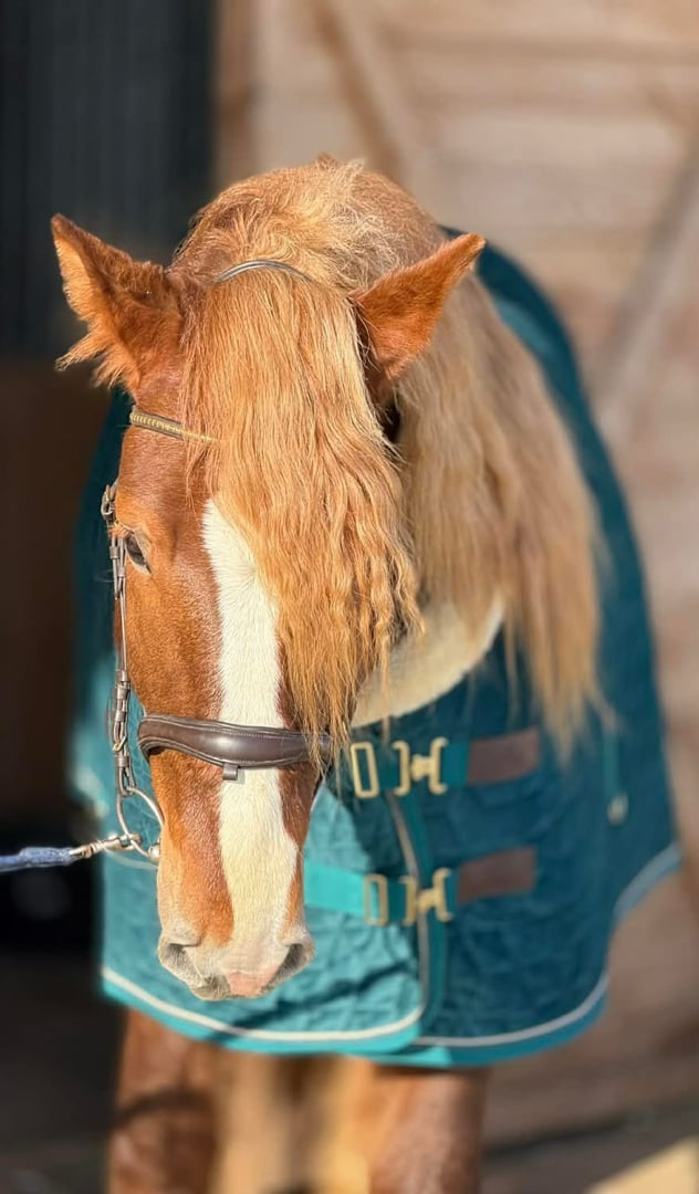 Valack 6 år 157 cm 🩷 - bild 1