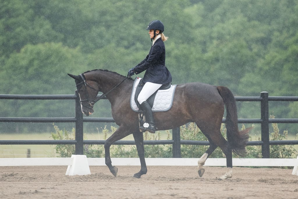 Mandela – sto född 2011, till salu som hobby/projekt-/avelshäst - bild 2