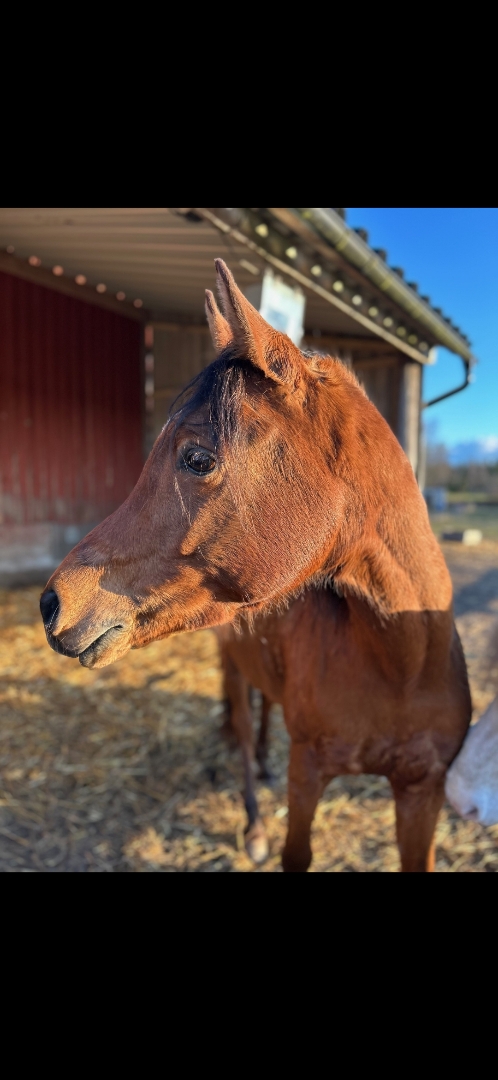Panda - Arabiskt fullblod! - bild 2