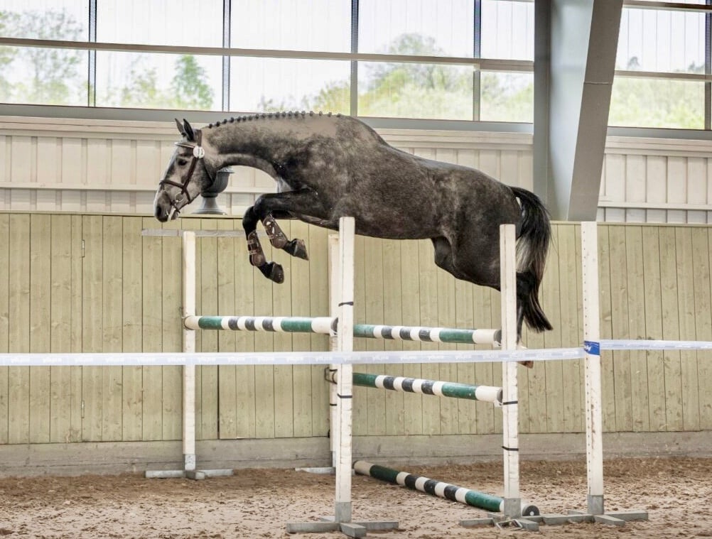 SWB-sto för hoppning - bild 2