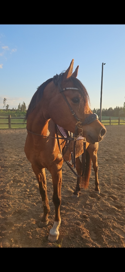 Panda - Arabiskt fullblod! - bild 1