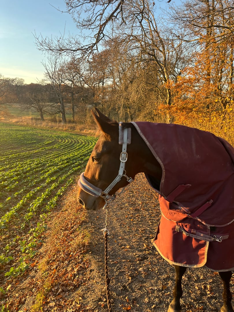 Varmblodig travare söker hem som ridhäst - bild 2