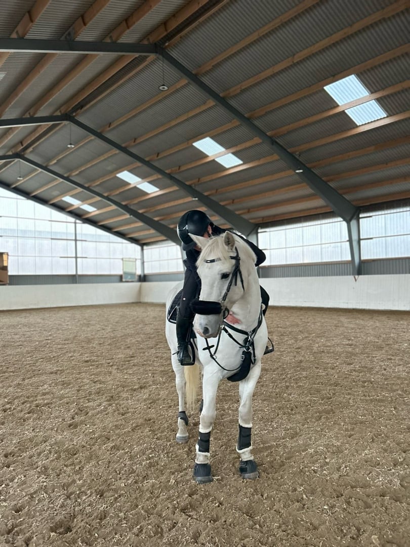 Maxad D ponny tillsalu - bild 2