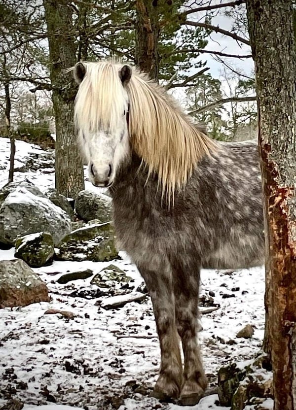 Bild 1 av Hríma frá Selfossi