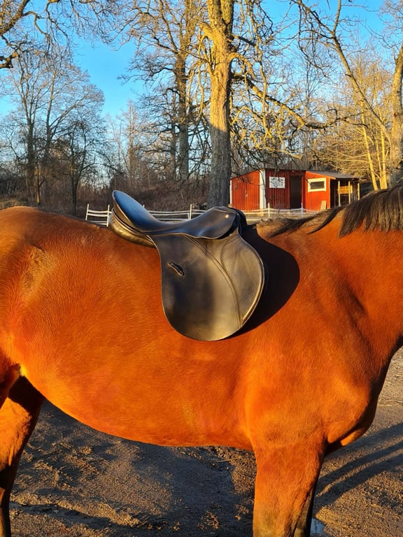 Passier Hannover sadel