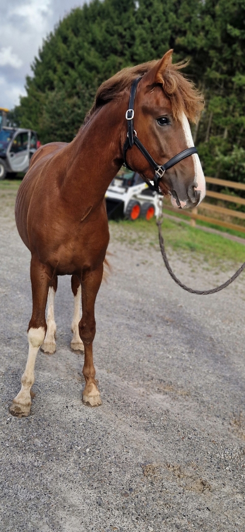 ⭐️ Gyllens Alpha ⭐️