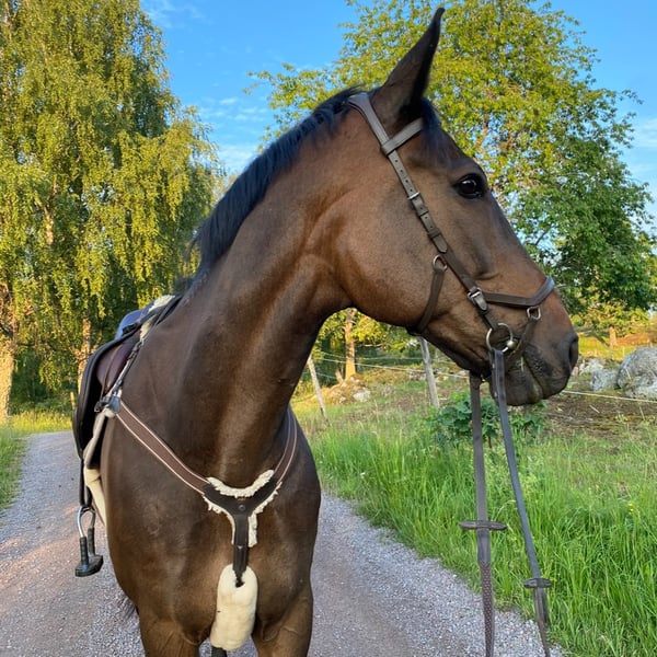 Bild 1 av Billie
