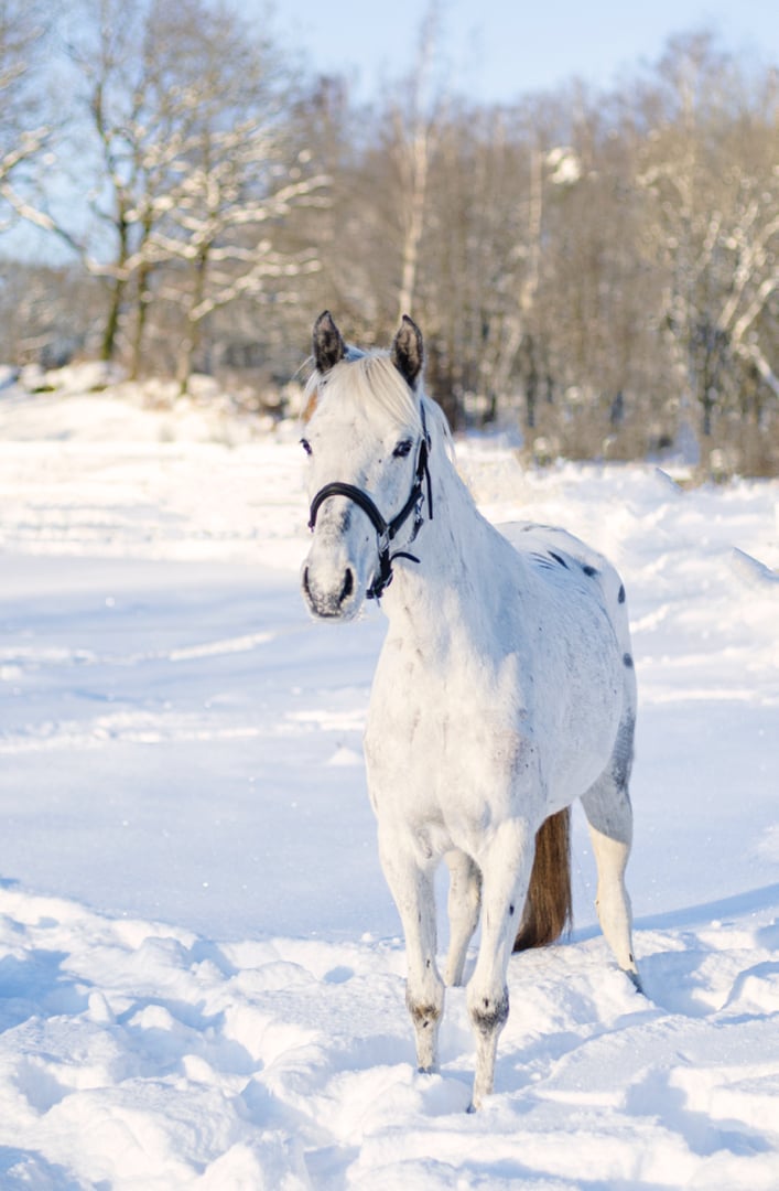 Ponny för framtiden - bild 2