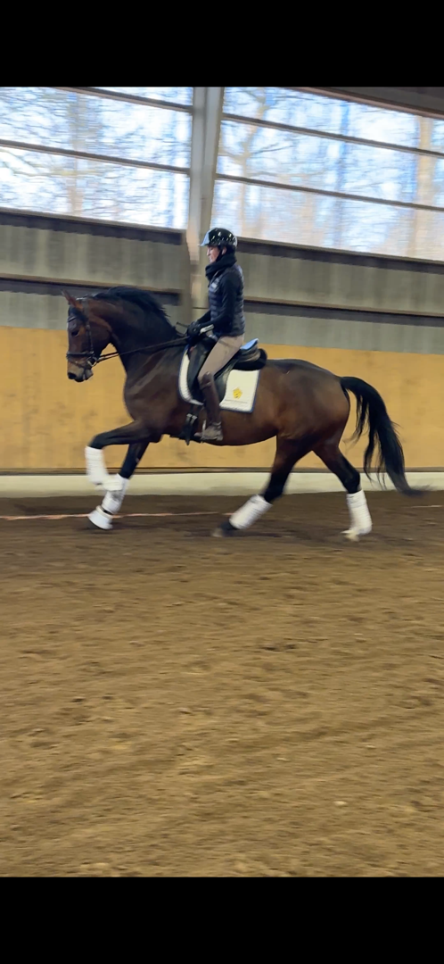 Piggt och ambitiös sto till salu old/tuigpaard - bild 1