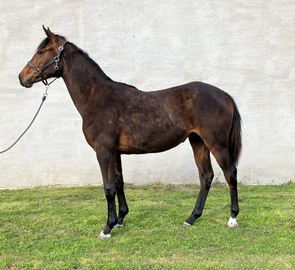 ​Thunder – Kvickt och talangfullt sto e. Contant Q - bild 2