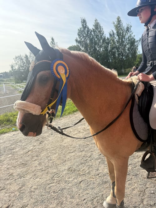 Rosettplockare som älskar att hoppa.