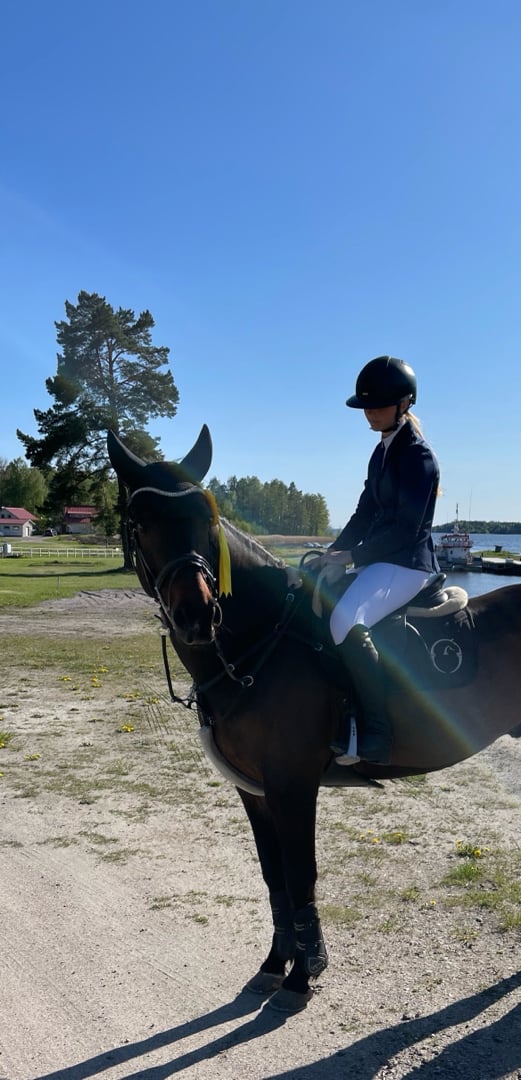 Mysigaste hästen söker ny bästa vän! - bild 3