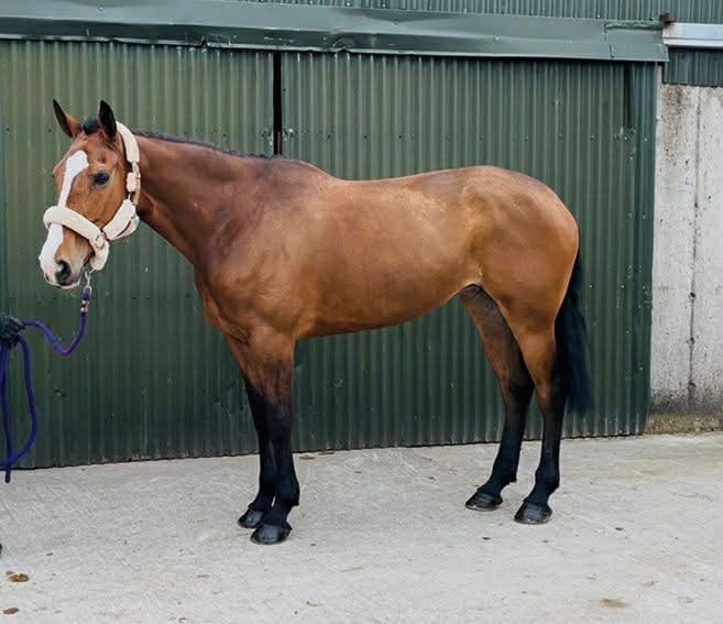 Kind Allround Mare - bild 2