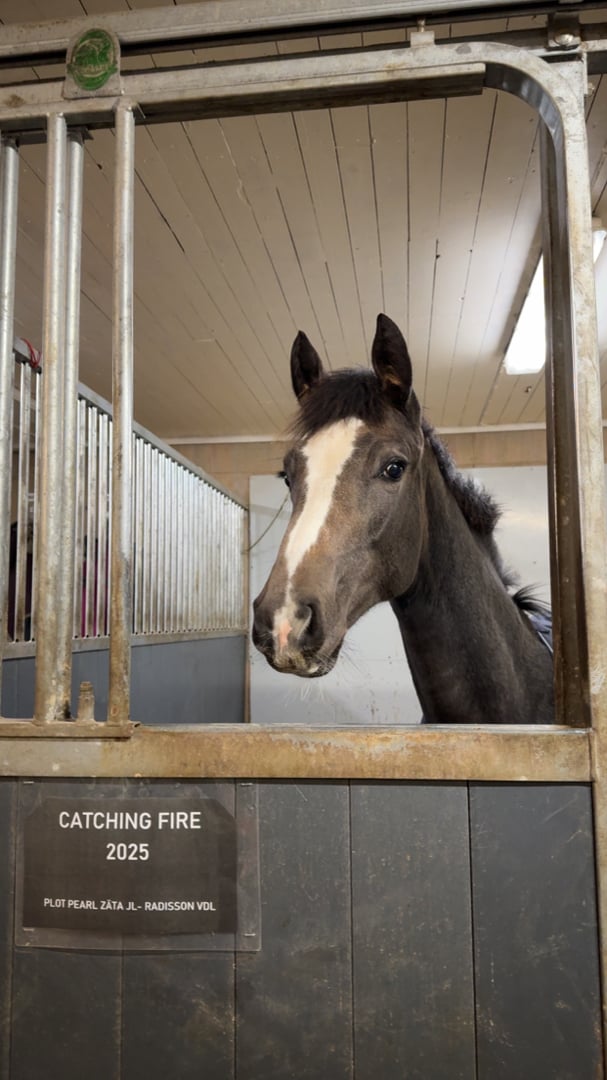 Lovande stoföl e.Plot Pearl Zäta JL