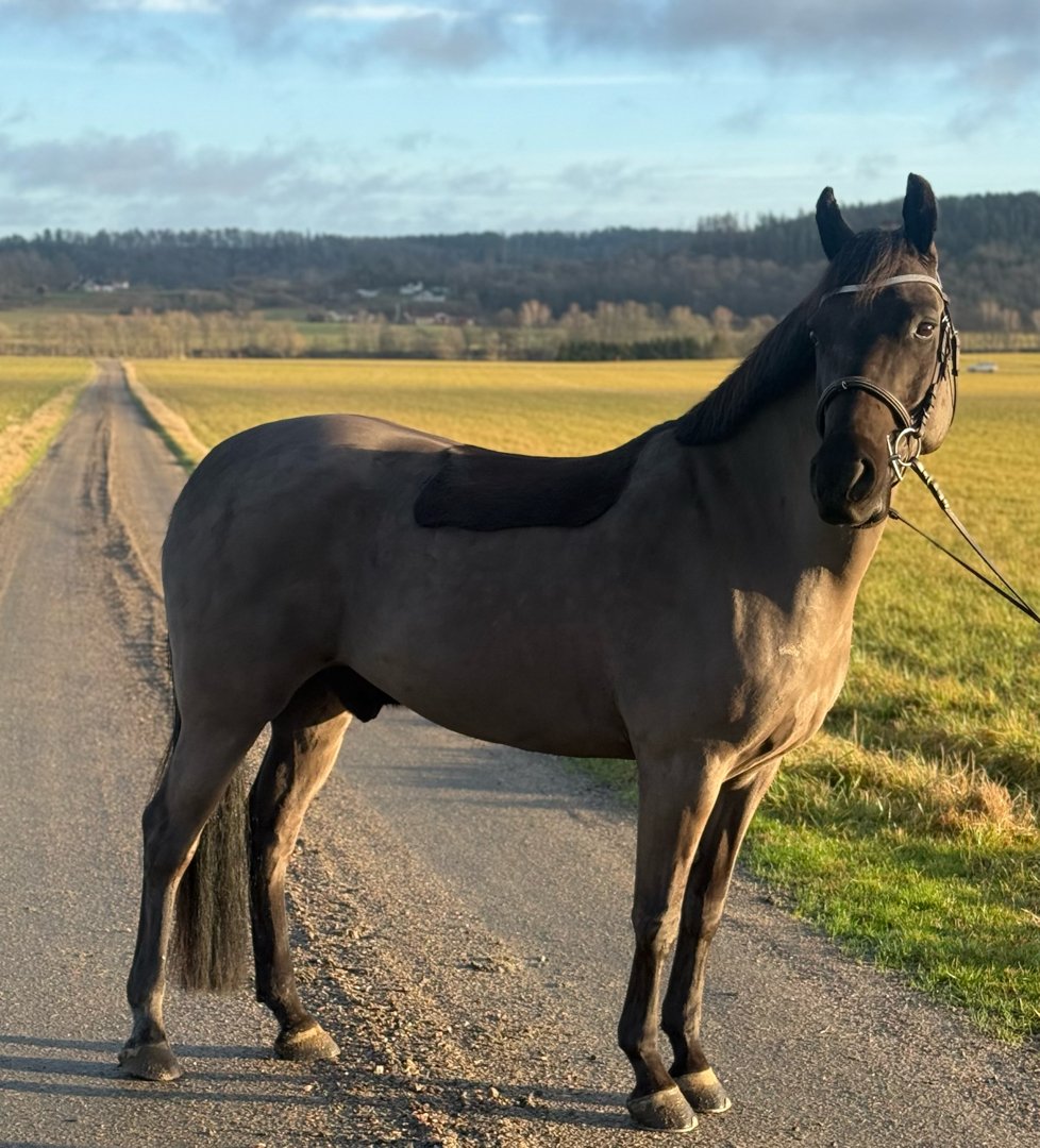 Snäll och välriden d-ponny - bild 2
