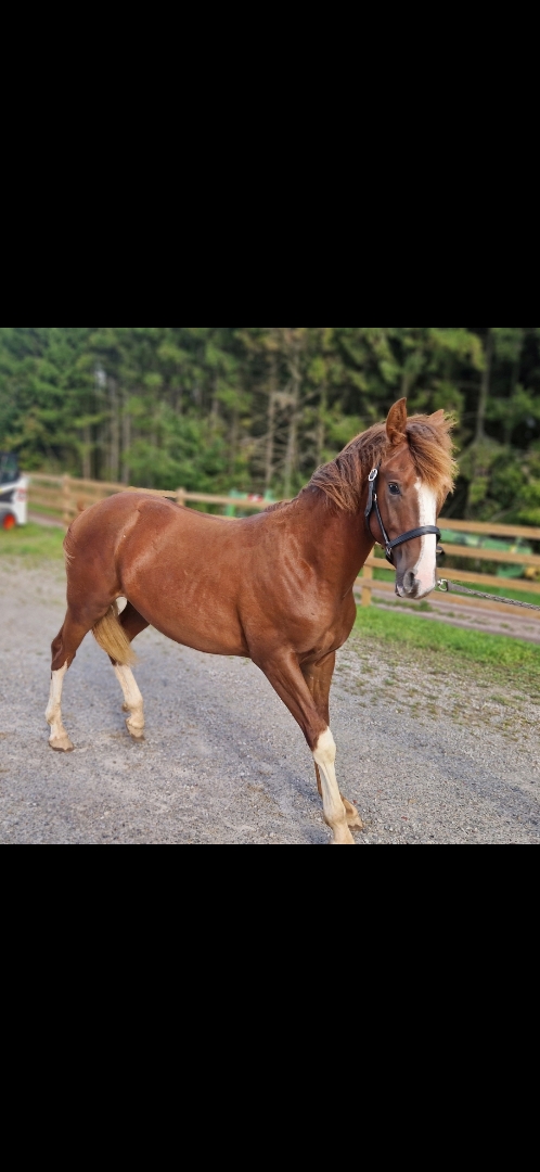 ⭐️ Gyllens Alpha ⭐️ - bild 3