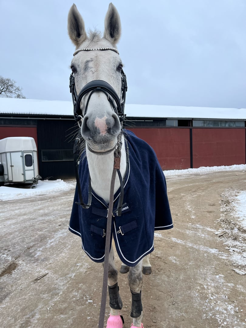 Medryttare sökes i Alvesta - bild 1