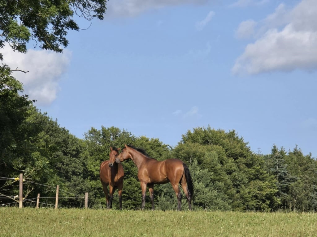 Finn dressurhester av topp kvalitet med vår hjelp  - bild 2