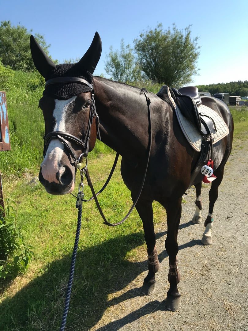 Mandela – sto född 2011, till salu som hobby/projekt-/avelshäst - bild 1