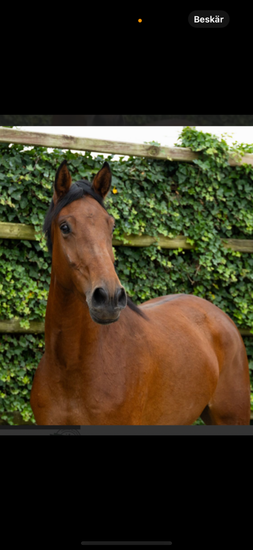 Fin unghäst för hoppning och fälttävlan