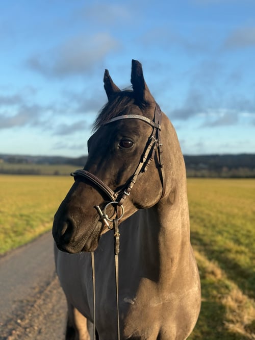 Snäll och välriden d-ponny